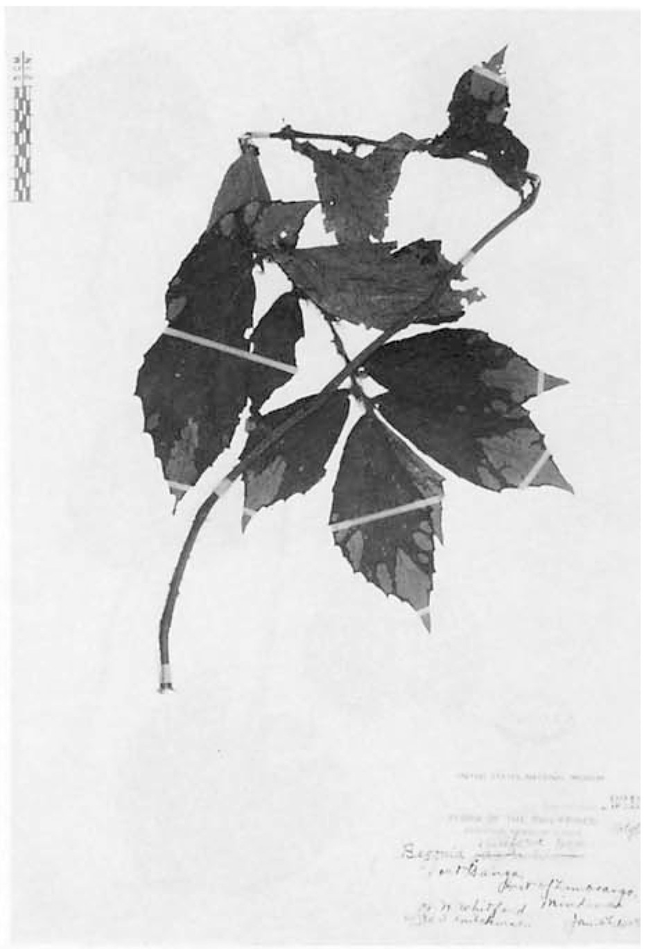 B. ciliifera
